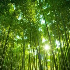 bamboo-free-744736-forest bamboo-free-744736-forest