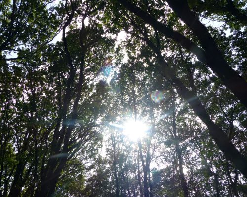 lumiere-magique-arbres-broceliande lumiere-magique-arbres-broceliande